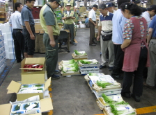 vegetable market in Tsukiji